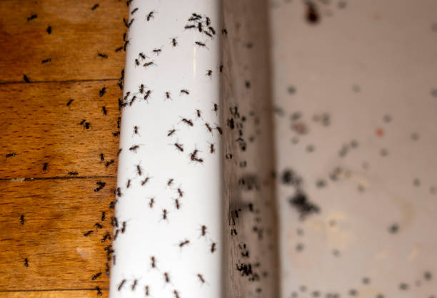Best Commercial Pest Control Services  in Bakerstown, PA